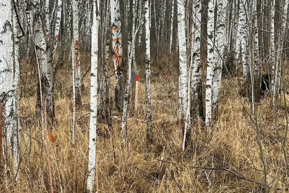 земля р-н Нижнетавдинский снт Сундукуль ул Малиновая фото 3