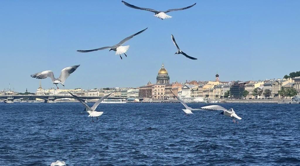 квартира г Санкт-Петербург р-н Василеостровский 14-я Васильевского острова линия, 31-33О фото 7