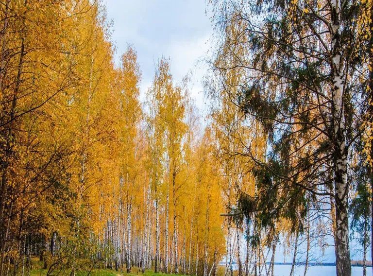 комната р-н Чкаловский д Зельево ул Портовая 30 Чкаловск городской округ фото 12