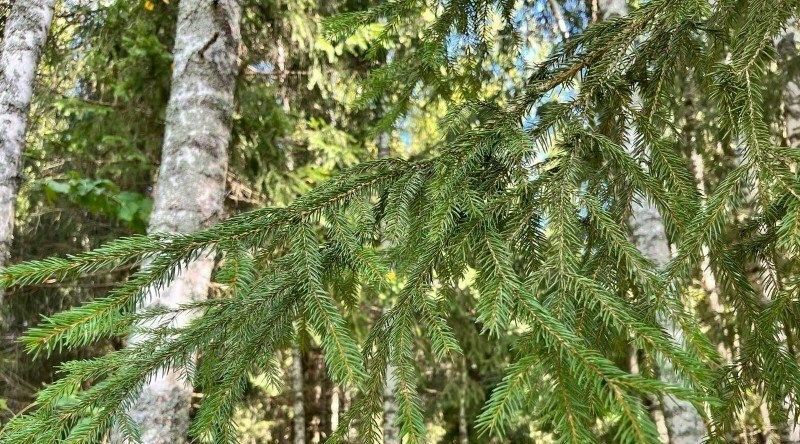 земля городской округ Рузский Эмеральд Вилладж кп, Львиное Сердце кв-л фото 5