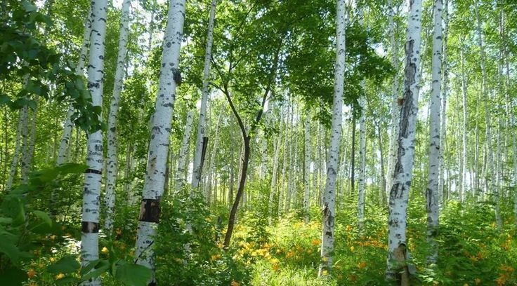 дом городской округ Одинцовский д Бузаево Одинцово фото 5