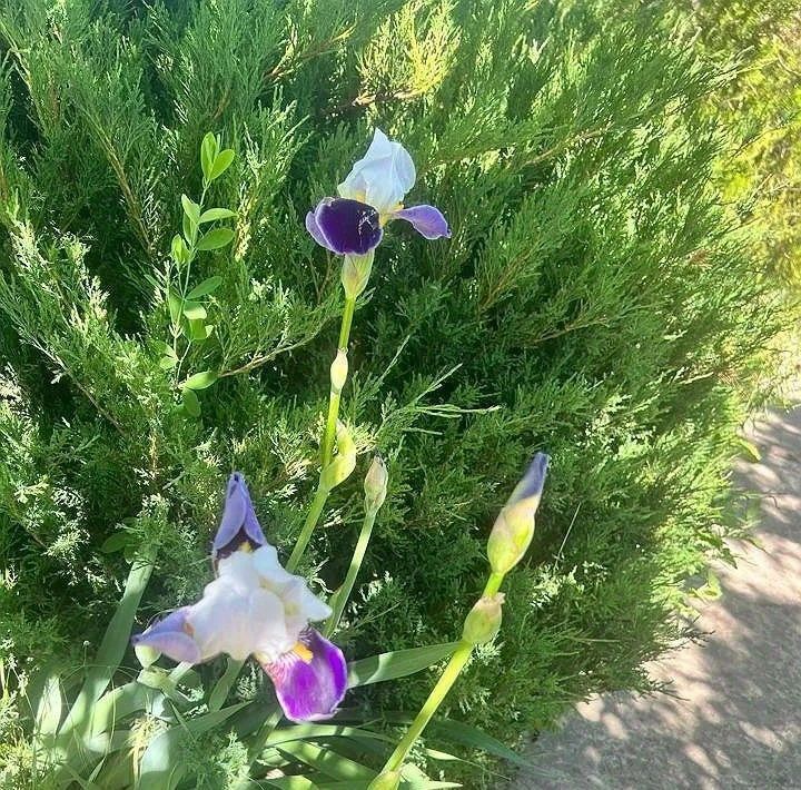 дом р-н Азовский с Самарское снт Самара ул. Яблочная фото 11