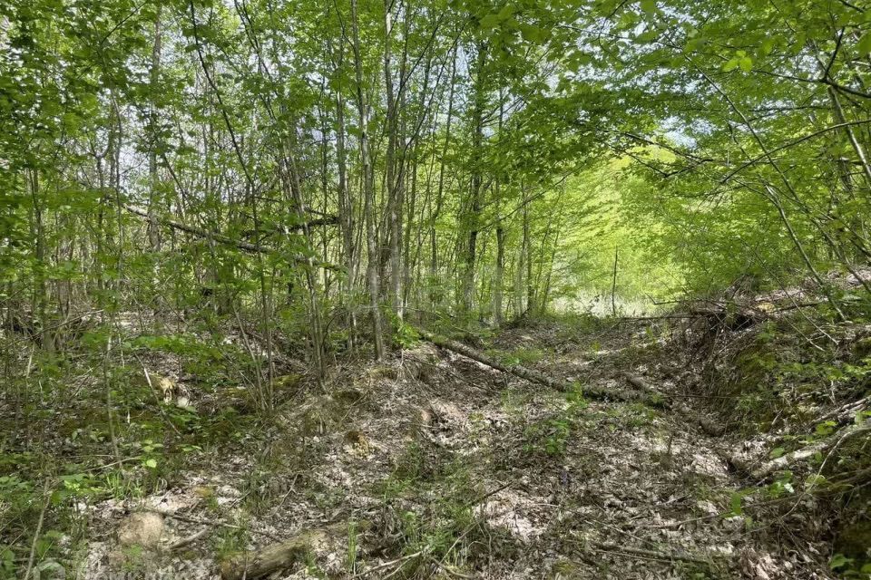 земля Геленджик городской округ, СТ Светлая поляна фото 2