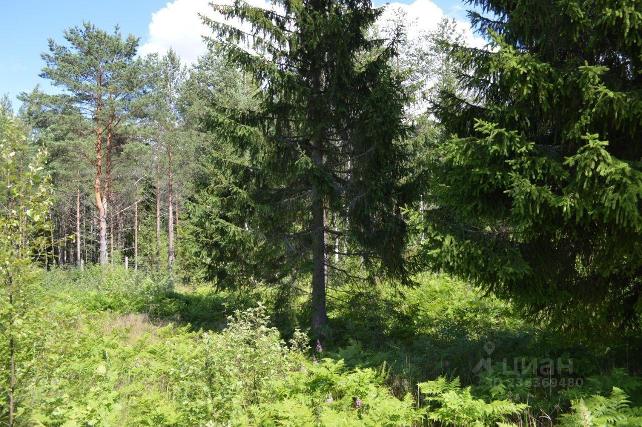 земля р-н Всеволожский д Гарболово Куйвозовское сельское поселение, Центральная улица фото 6