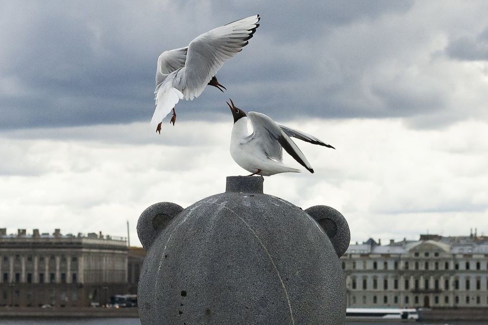 квартира г Санкт-Петербург п Парголово ул Тихоокеанская Выборгский, 1 к 2 ст 1 / Тихоокеанская, 1 к 1 ст 2 фото 1