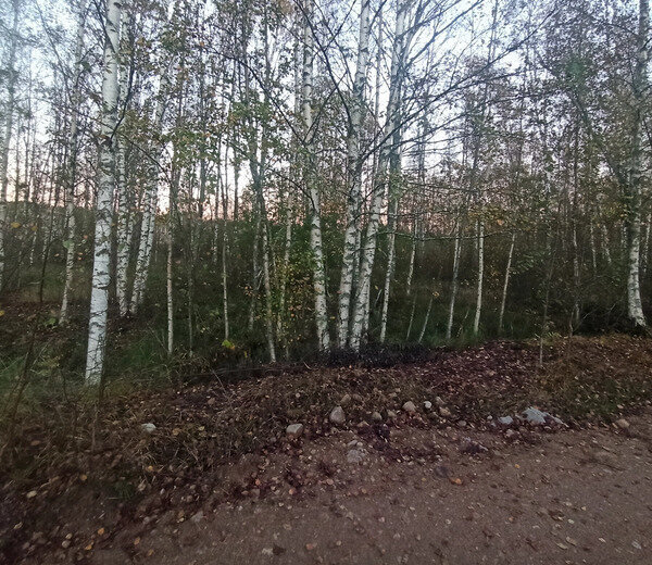 земля р-н Приозерский п Мичуринское территория Труд фото 2