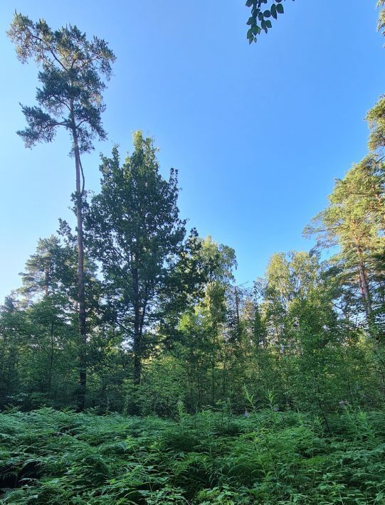 земля р-н Выборгский п Ганино Рощинское городское поселение фото 10