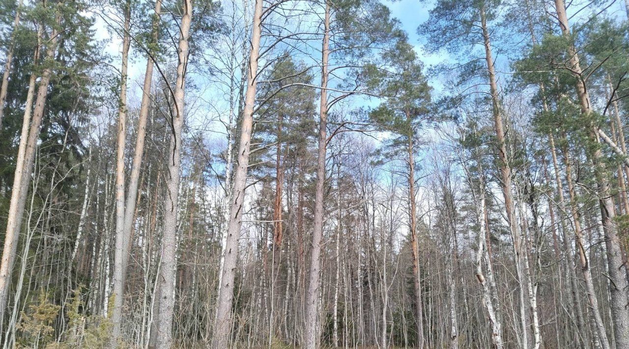 земля р-н Выборгский п Мысовое Приморское городское поселение фото 3