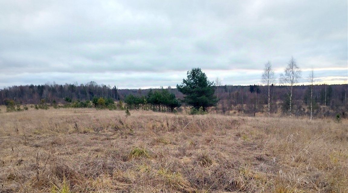 земля р-н Выборгский д Камышовка Приморское городское поселение фото 1