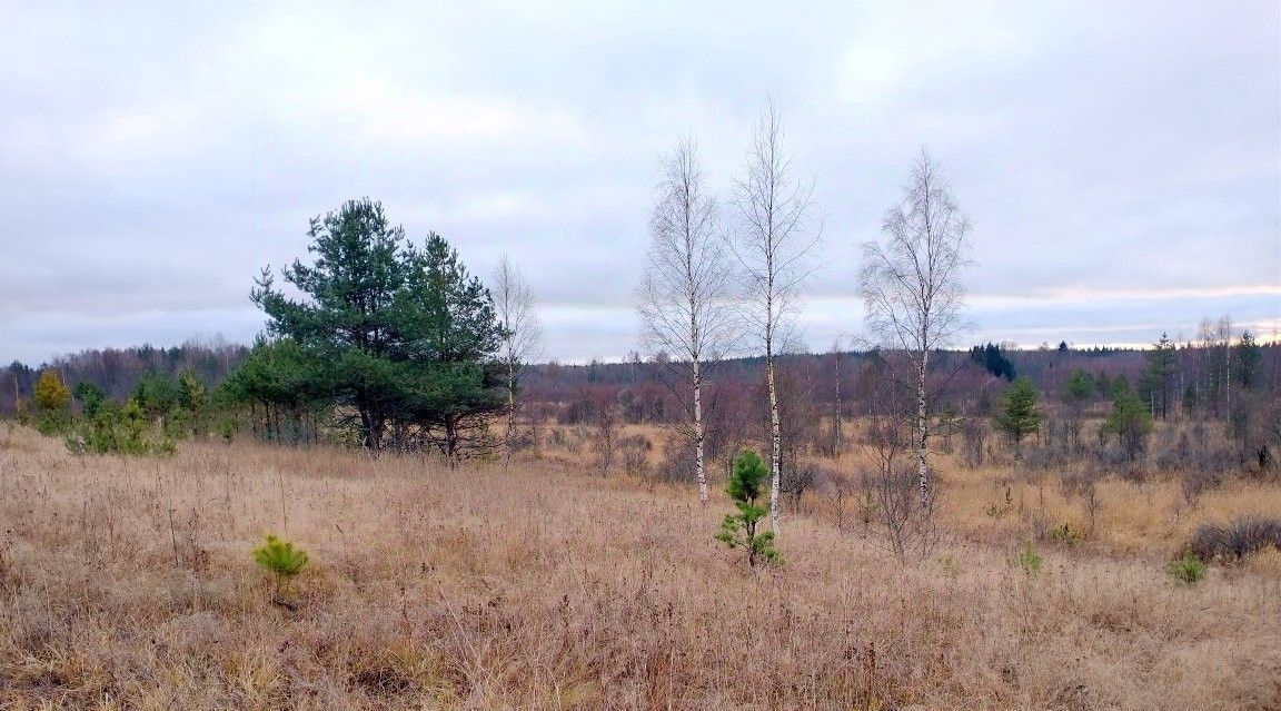 земля р-н Выборгский д Камышовка Приморское городское поселение фото 4