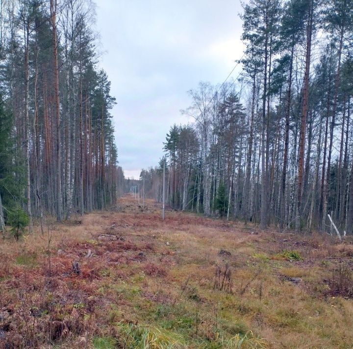 земля р-н Выборгский д Камышовка Приморское городское поселение фото 5