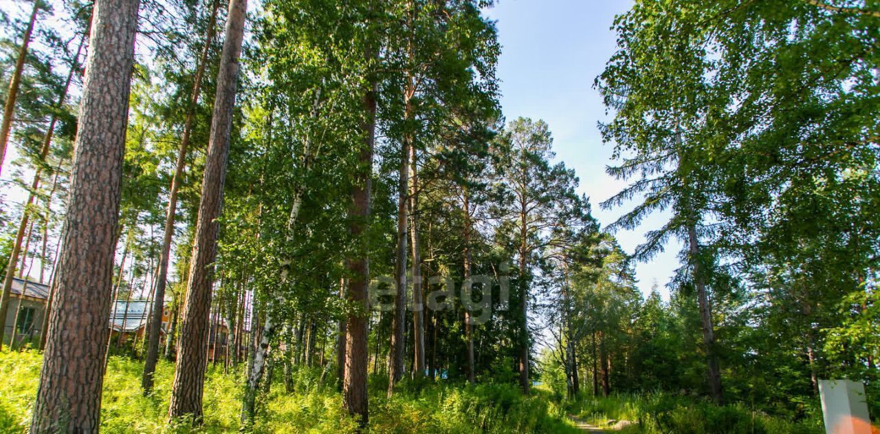 земля г Новосибирск Заельцовская ш Лесное фото 18