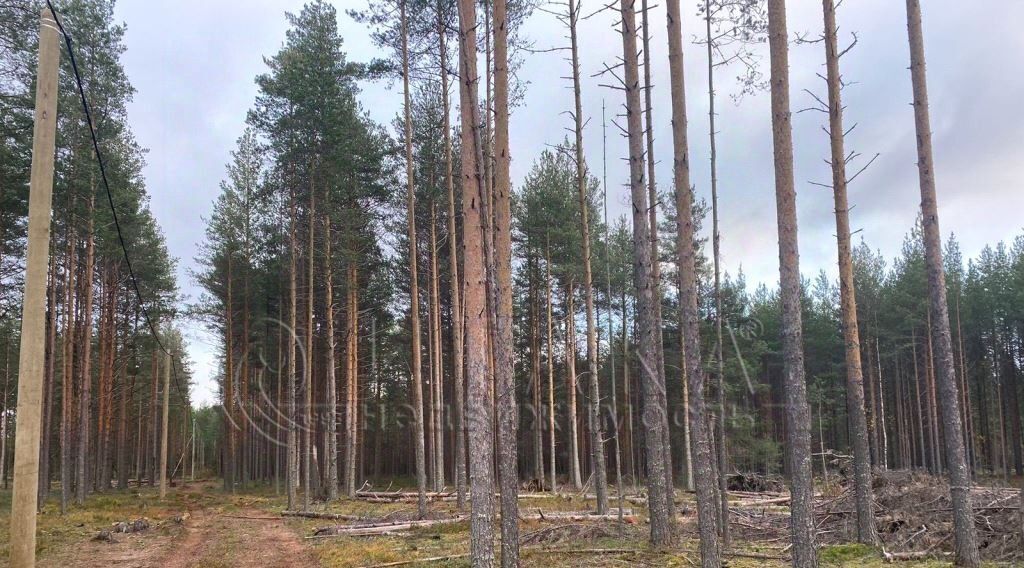 земля р-н Лодейнопольский г Лодейное Поле р-н мкр Каномский 1 фото 2