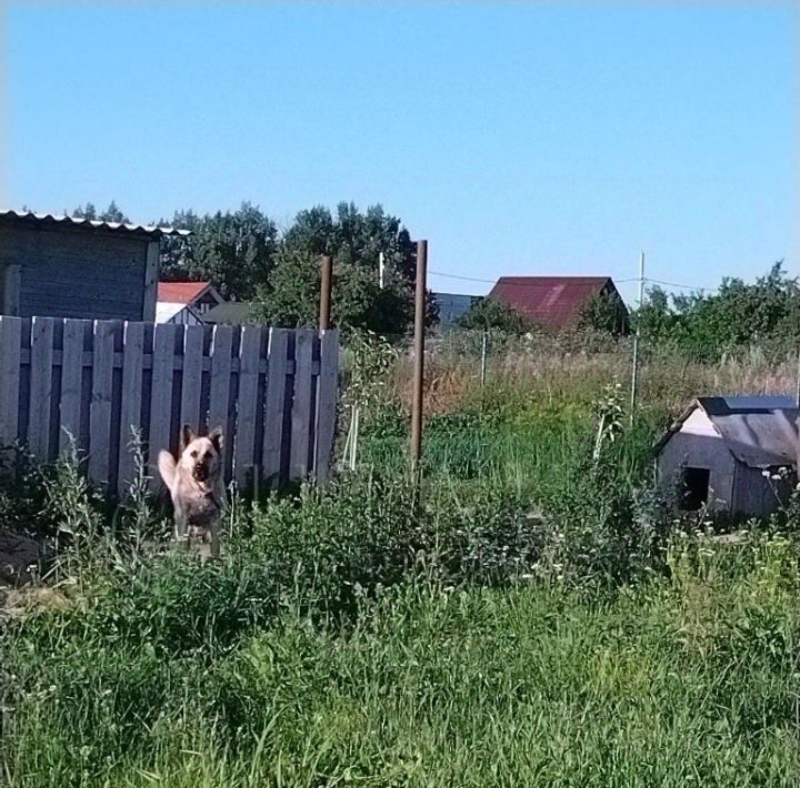 земля р-н Ломоносовский с Копорье с пос, 2, Копорское фото 8