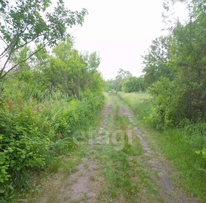 земля г Светлый п Люблино снт Светлое Светловский городской округ фото 1