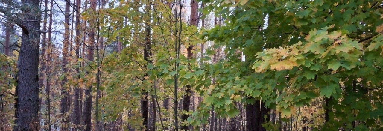 земля р-н Всеволожский Токсовское городское поселение, Токсово городской поселок, Девяткино, ул. Разъезжая, 30 фото 3