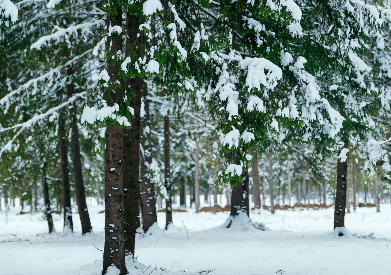 земля городской округ Истра 50 км, д. Никитское, г. о. Истра, Ленинградское шоссе, Глебовский фото 1