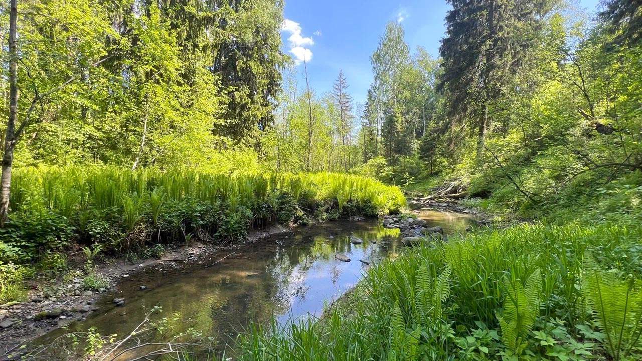 земля Истра г, коттеджный поселок Сканди парк, Волоколамское шоссе фото 4