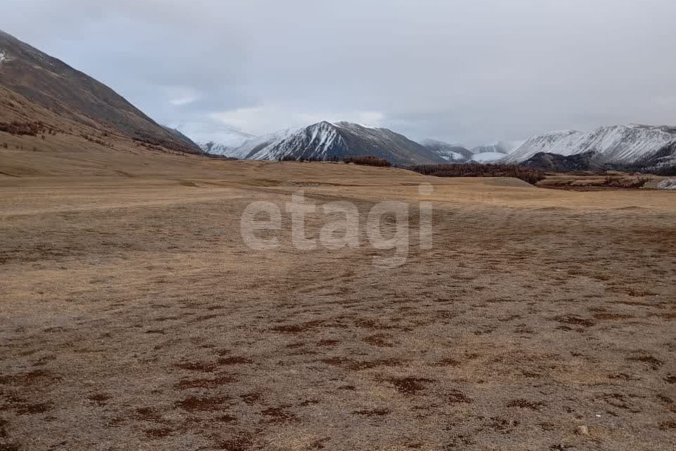 земля р-н Кош-Агачский Беляши фото 6