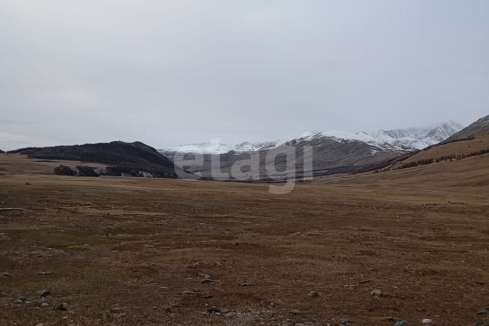 земля р-н Кош-Агачский Беляши фото 7