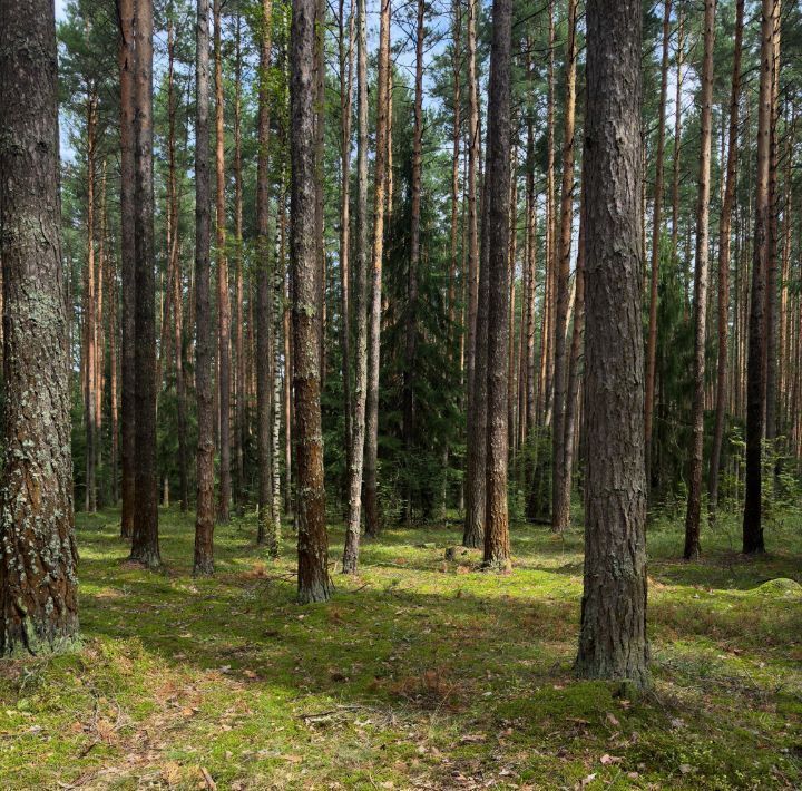 земля городской округ Орехово-Зуевский д Ащерино фото 13