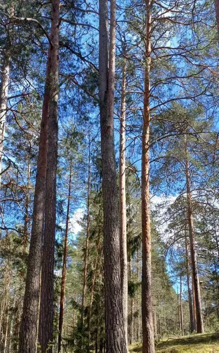 дом г Луга Луга-2 ул Восточная 4 Лужское городское поселение фото 31