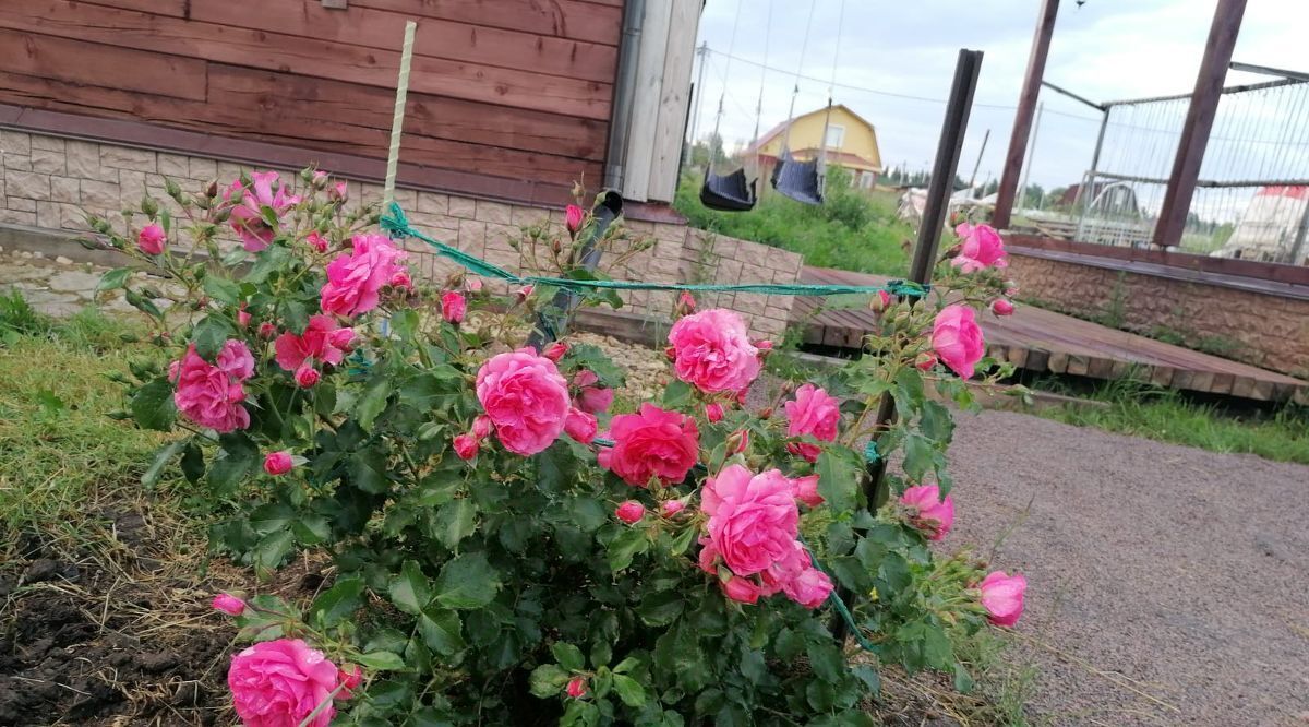 дом р-н Ломоносовский снт Николаевское линия 1-я Лопухинское с/пос, ТСН, Лесная Поляна фото 28