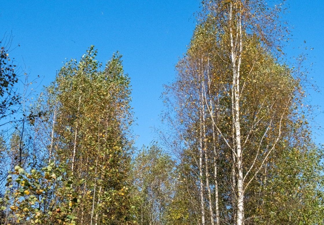 земля городской округ Волоколамский 77 км, коттеджный пос. Новая Рига, Сычево, Новорижское шоссе фото 6