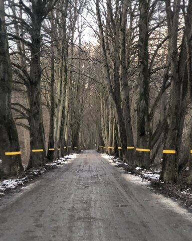 земля п Дружное Калининград, Зеленоградский муниципальный округ фото