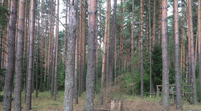 д Старое Чопрово ул Отрадная фото