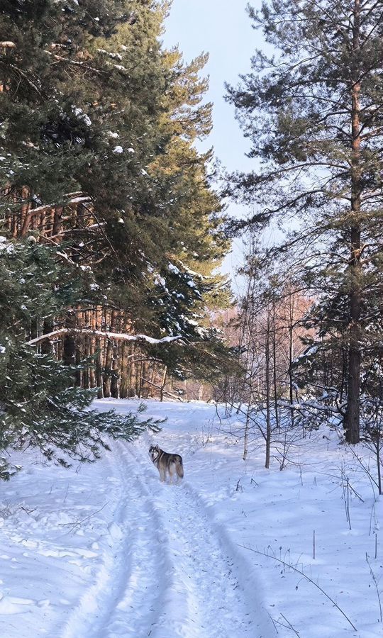 дом городской округ Можайский д Блазново ул Мира 63а 93 км, Можайск, Минское шоссе фото 26