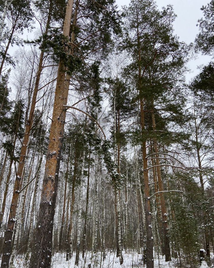 земля г Арзамас СНТ Лесовик фото 3