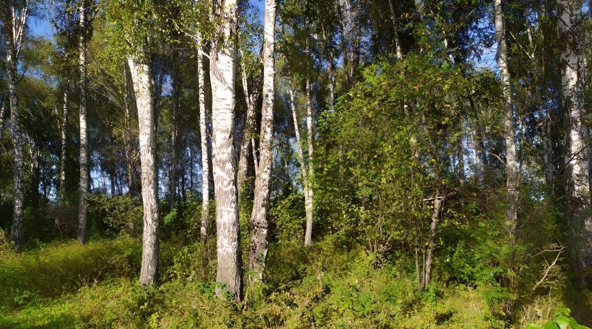 земля р-н Емельяновский с Никольское ул Цветочная Никольский сельсовет фото 15