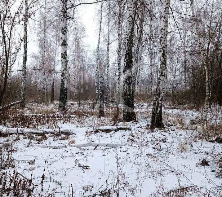 земля р-н Новоусманский с Бабяково Бабяковское сельское поселение фото 1