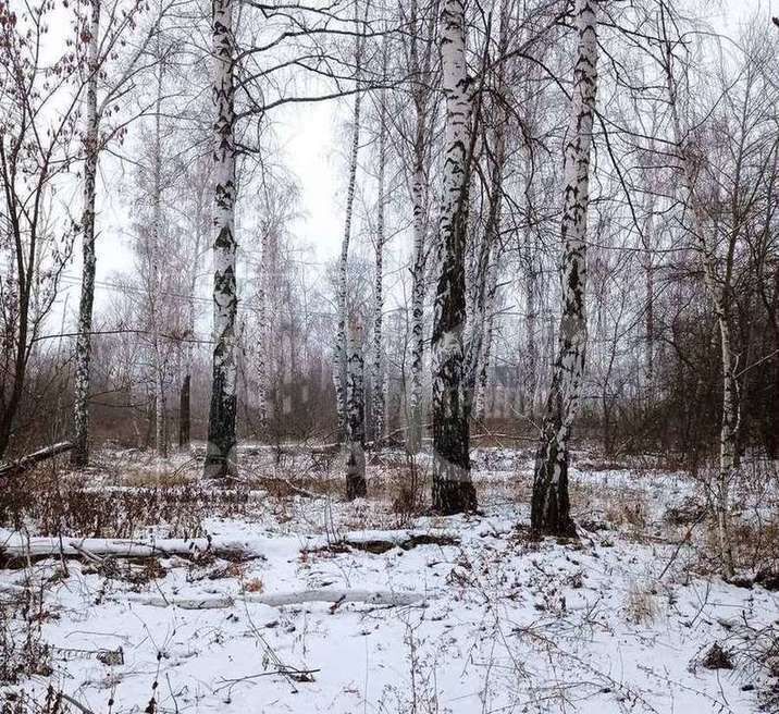 земля р-н Новоусманский с Бабяково ул Березовая 11 Бабяковское сельское поселение, Воронеж фото 8