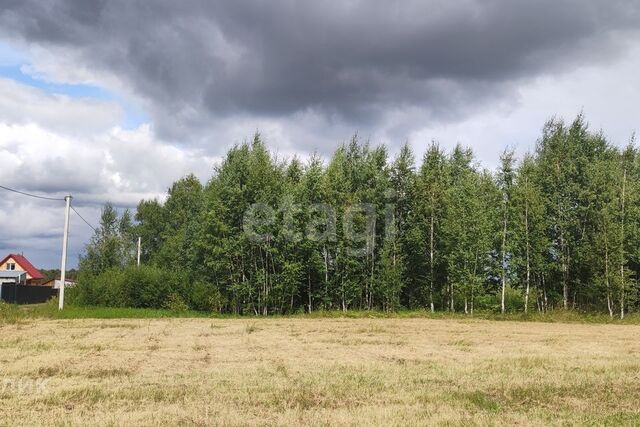 Тюмень городской округ, СО Зелёный бор фото