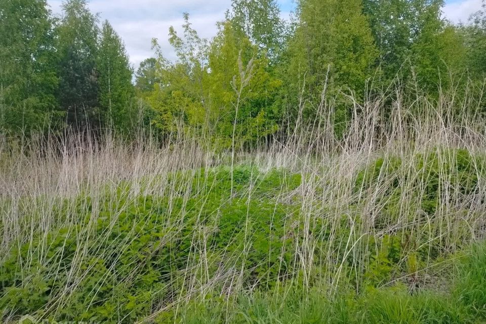 земля ЗАТО Железногорск городской округ, СТ Рассвет фото 2