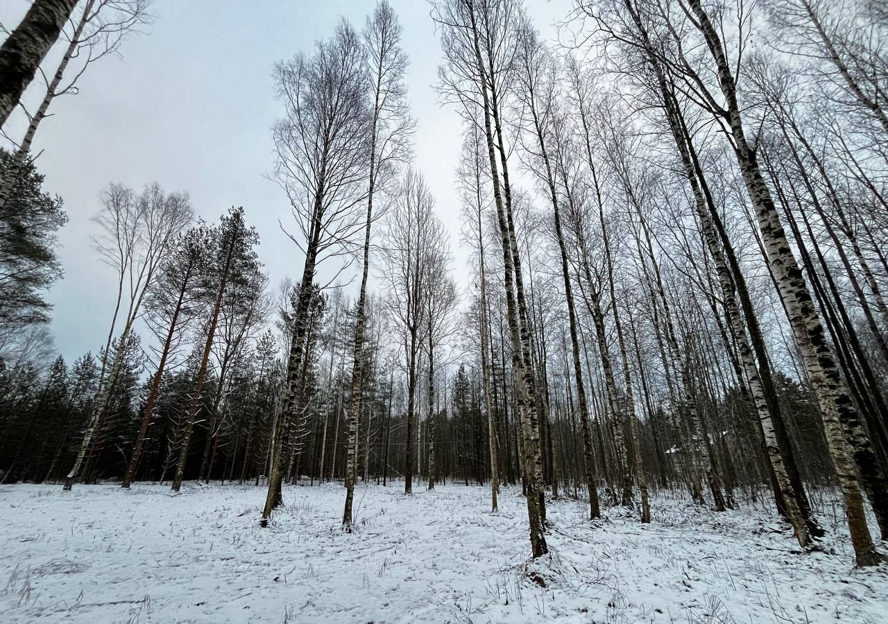 земля р-н Кировский п Синявино Синявино-2 Мурманское шоссе, 39 км, Синявинское городское поселение, городской пос. Синявино фото 2