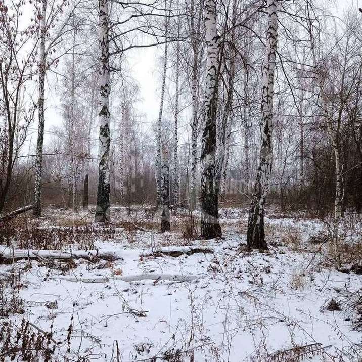 земля р-н Новоусманский с Бабяково Вальдорфская школа фото 8