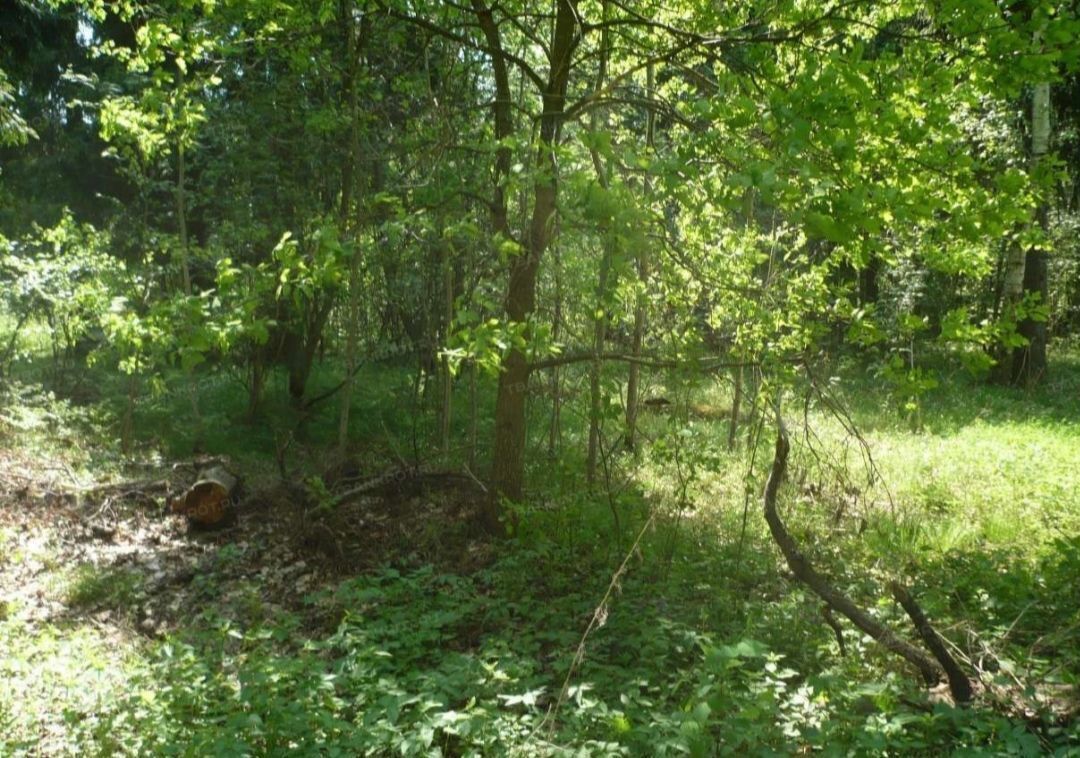 земля городской округ Богородский п Затишье ул Лесная 19 46 км, Большое Буньково, Горьковское шоссе фото 2