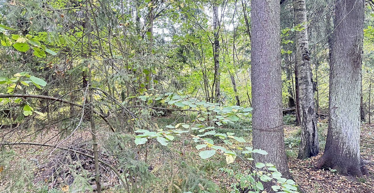 земля городской округ Сергиево-Посадский г Хотьково 40 км, с. Абрамцево, Ярославское шоссе фото 12