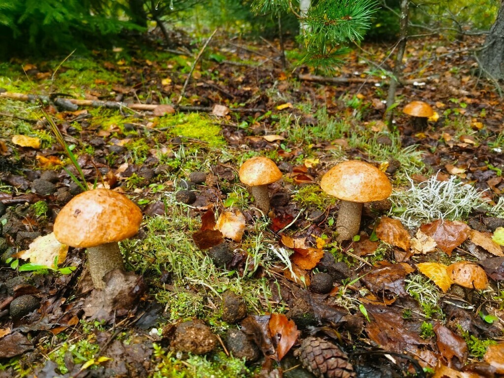 дом р-н Селижаровский д Ланино ул. Береговая д. 58а фото 35