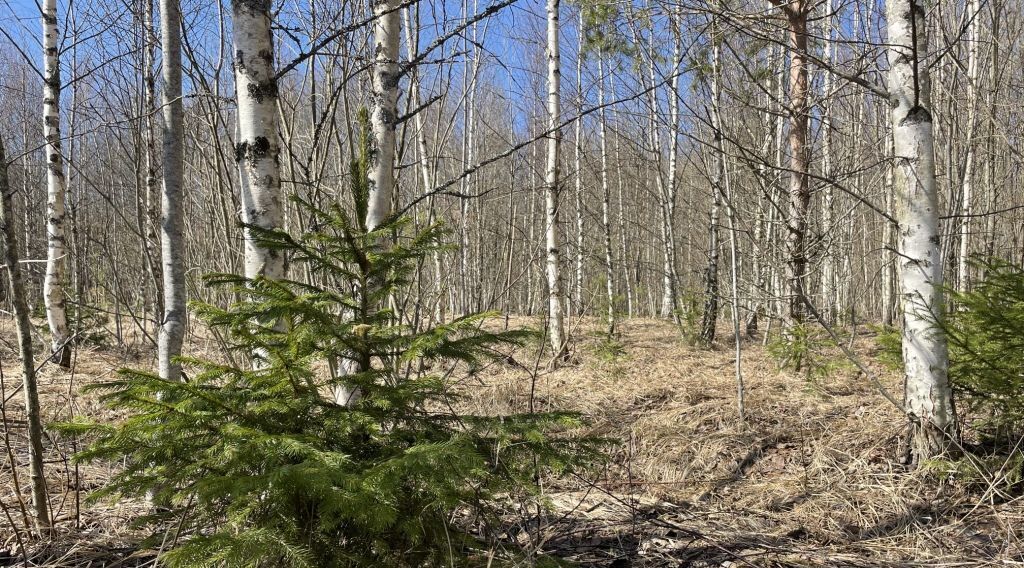 земля городской округ Солнечногорск д Новая фото 6