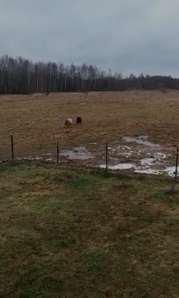 земля городской округ Талдомский д Головково-Марьино 23а фото 3