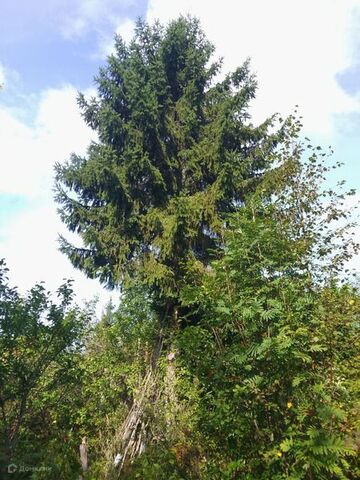 садоводческий массив Восточное Радофинниково, СНТ Буревестник фото