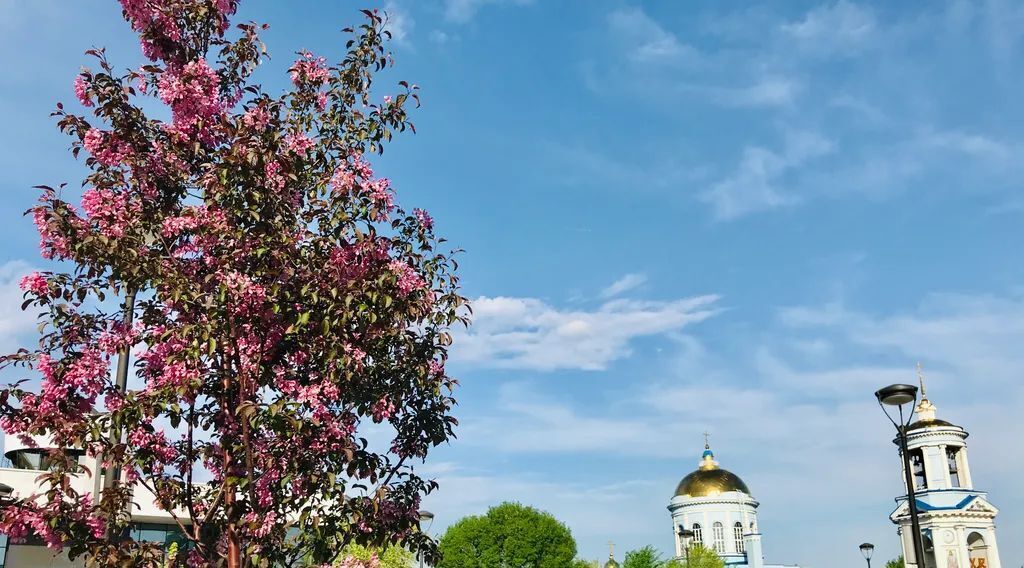 квартира г Воронеж р-н Центральный ул Театральная 34 фото 8