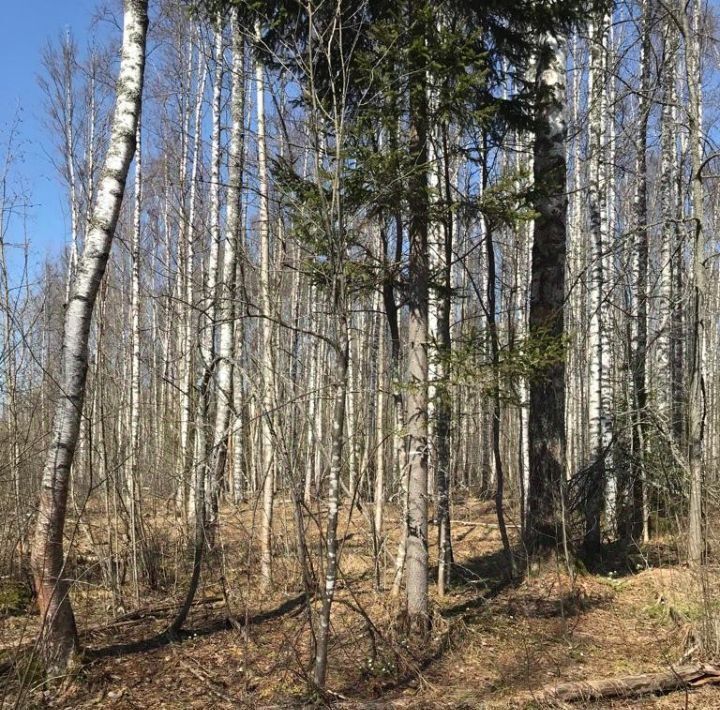 земля р-н Выборгский п Овсяное Рощинское городское поселение фото 5