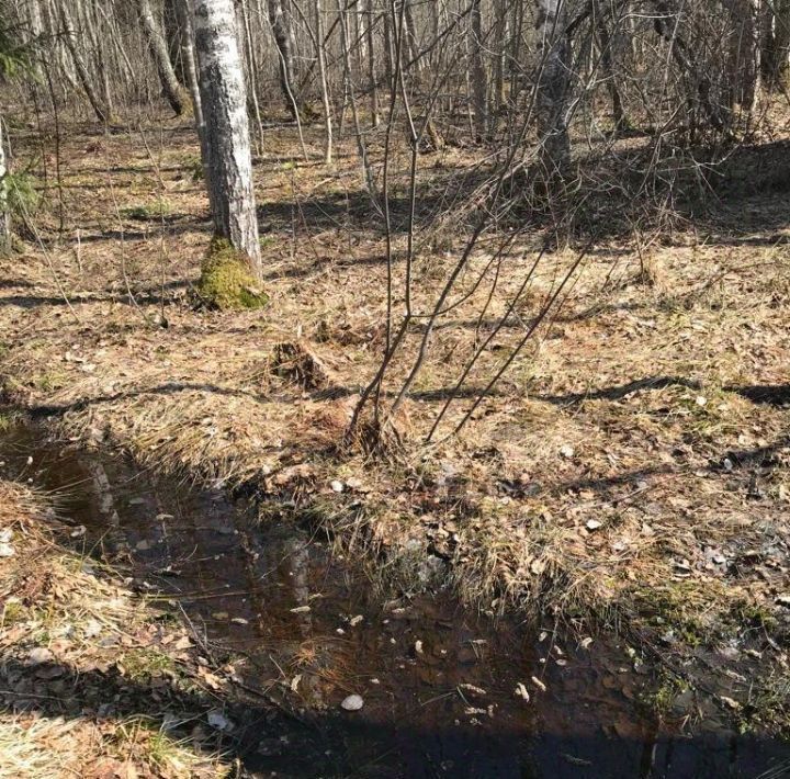 земля р-н Выборгский п Овсяное Рощинское городское поселение фото 11