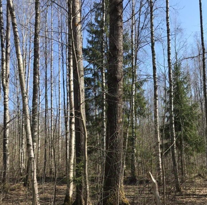 земля р-н Выборгский п Овсяное Рощинское городское поселение фото 13