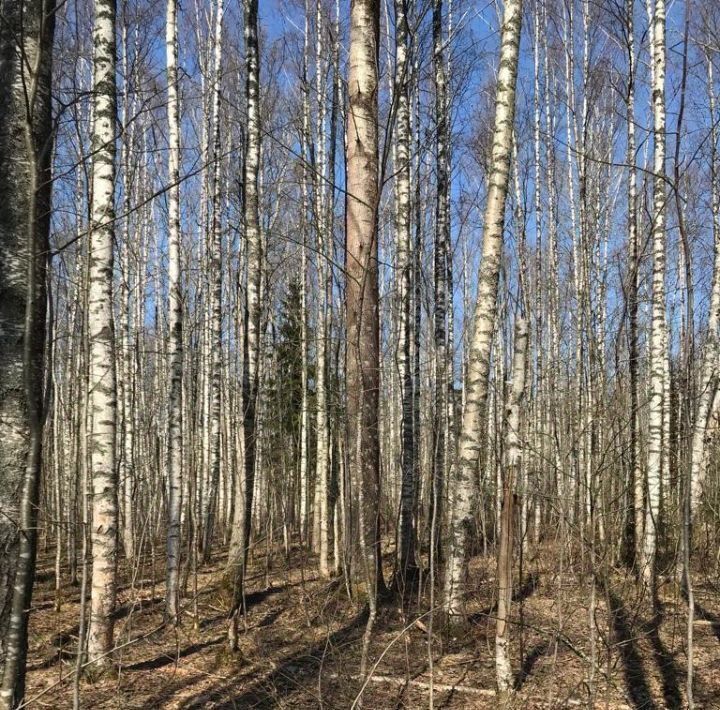 земля р-н Выборгский п Овсяное Рощинское городское поселение фото 12